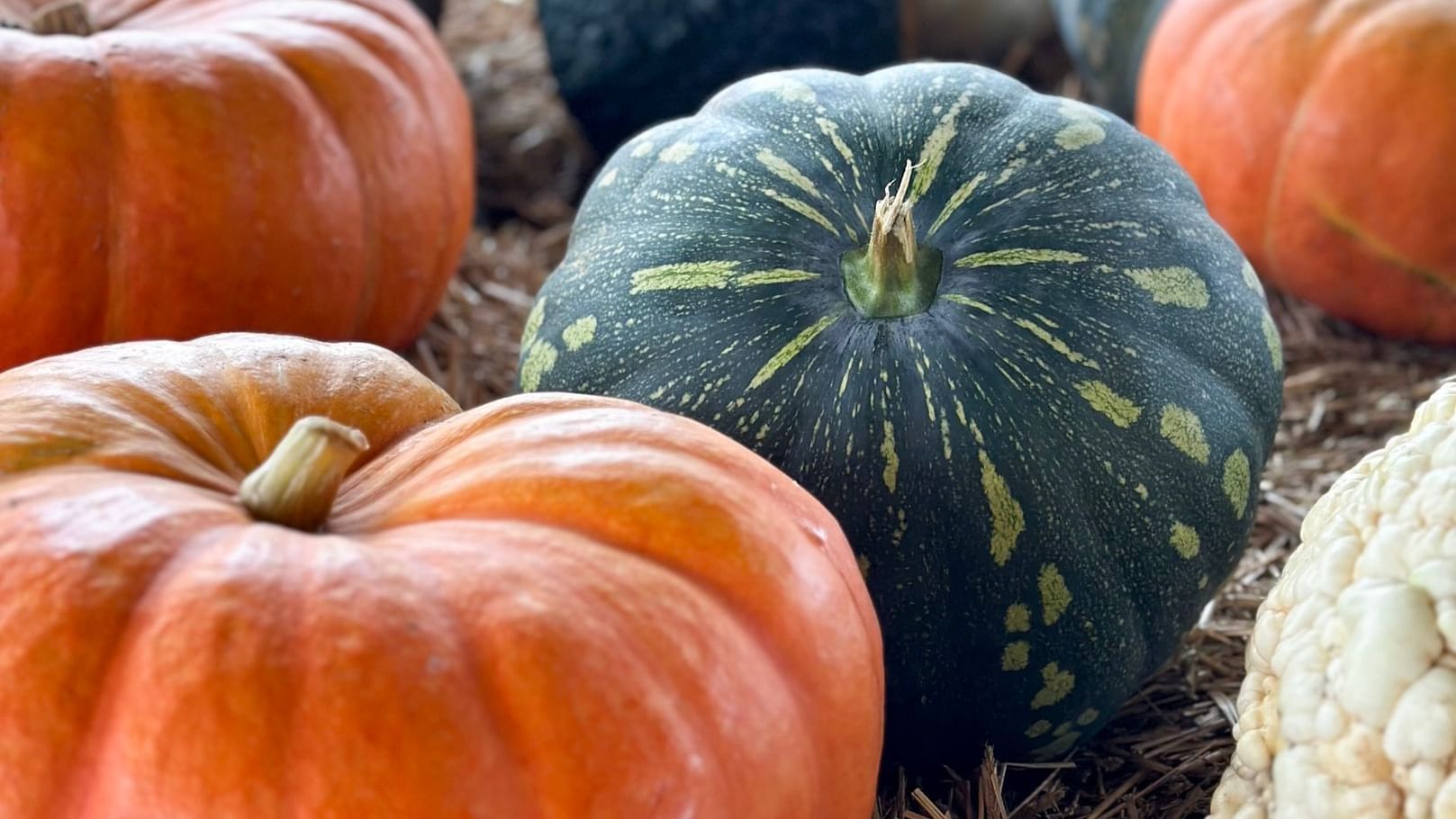 Pumpkins and gourds on straw at Amber Brooke Farms near Lake Buena Vista Resort Village & Spa