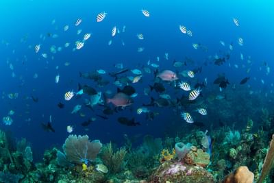 School of tropical fish swimming over a reef at Barefoot Cay Resort & Marina