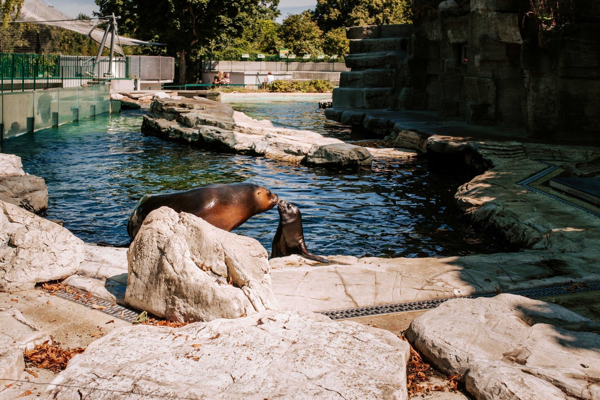 Seelöwenanlage im Tiergarten Schönbrunn in Wien mit Seelöwen, Wasserbecken und felsiger Landschaft