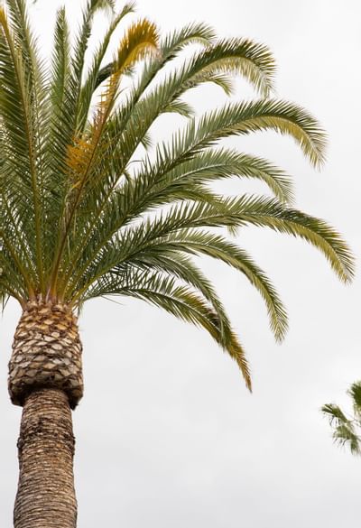 Closeup on a pine tree at Luxe Sunset Boulevard