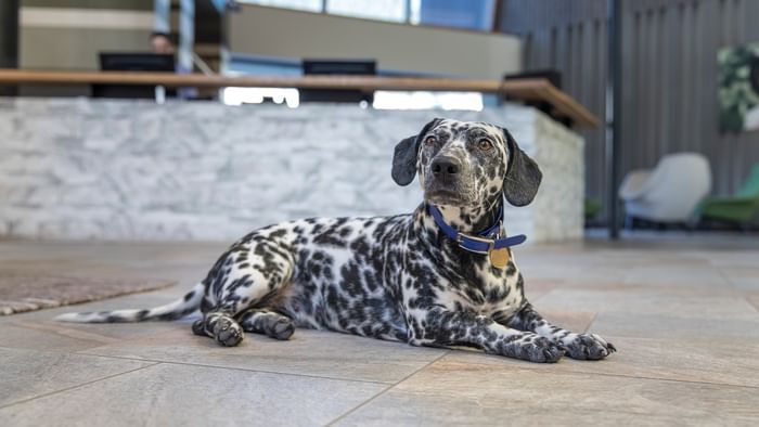 Dalmatian dog wearing a blue collar with a gold pendant lies on the floor near a reception desk.