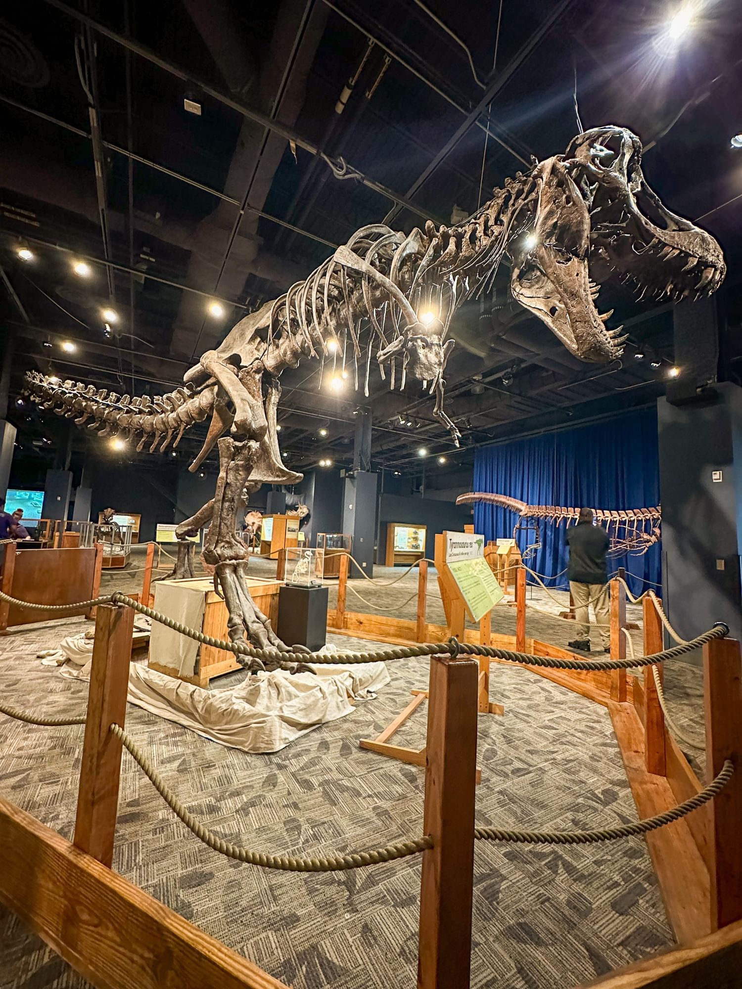 A large t-rex skeleton surrounded by a wood and rope barrier at an indoor exhibit. 