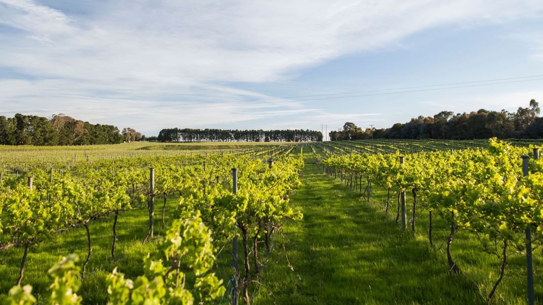 View of Eden Road Wines under cloudy sky near Pullman Sydney Hyde Park