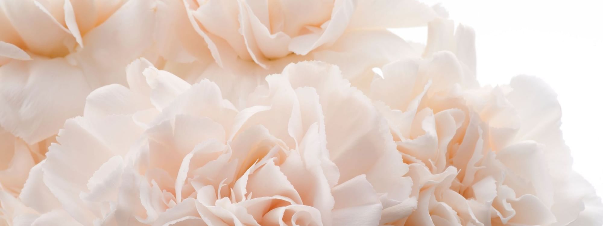 Close-up of a bouquet of peonies at Pullman Sydney Olympic Park