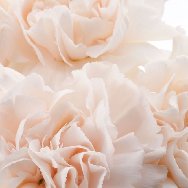 Close-up of a bouquet of peonies at Pullman Sydney Olympic Park