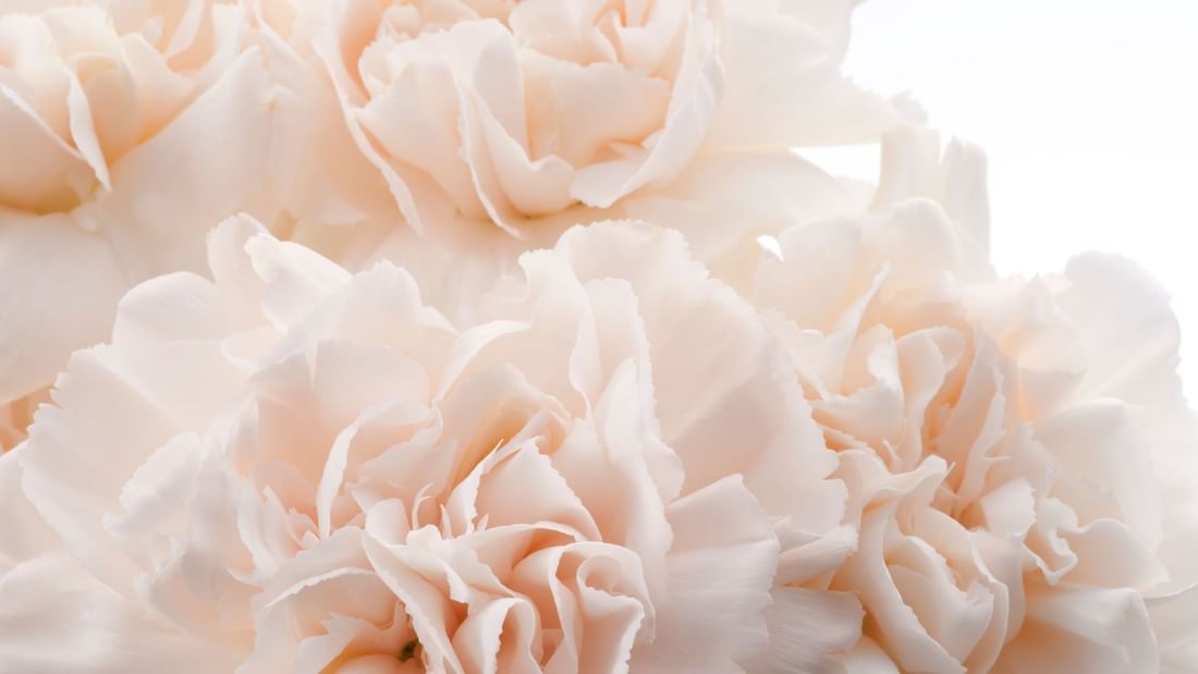 Close-up of a bouquet of peonies at Pullman Sydney Olympic Park