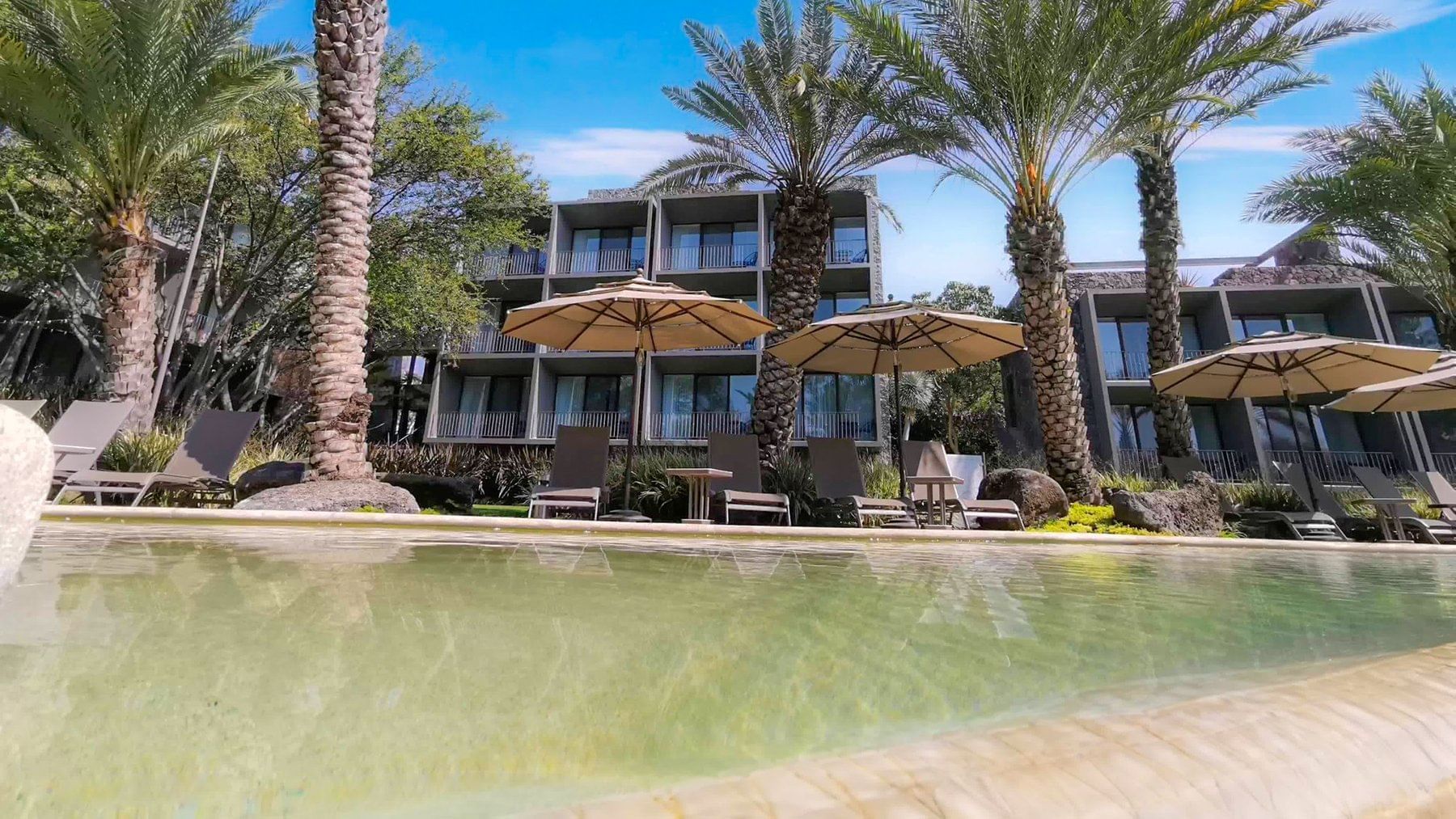 Palm trees, lounges by the pool, Huayacan Cuernavaca Curamoria