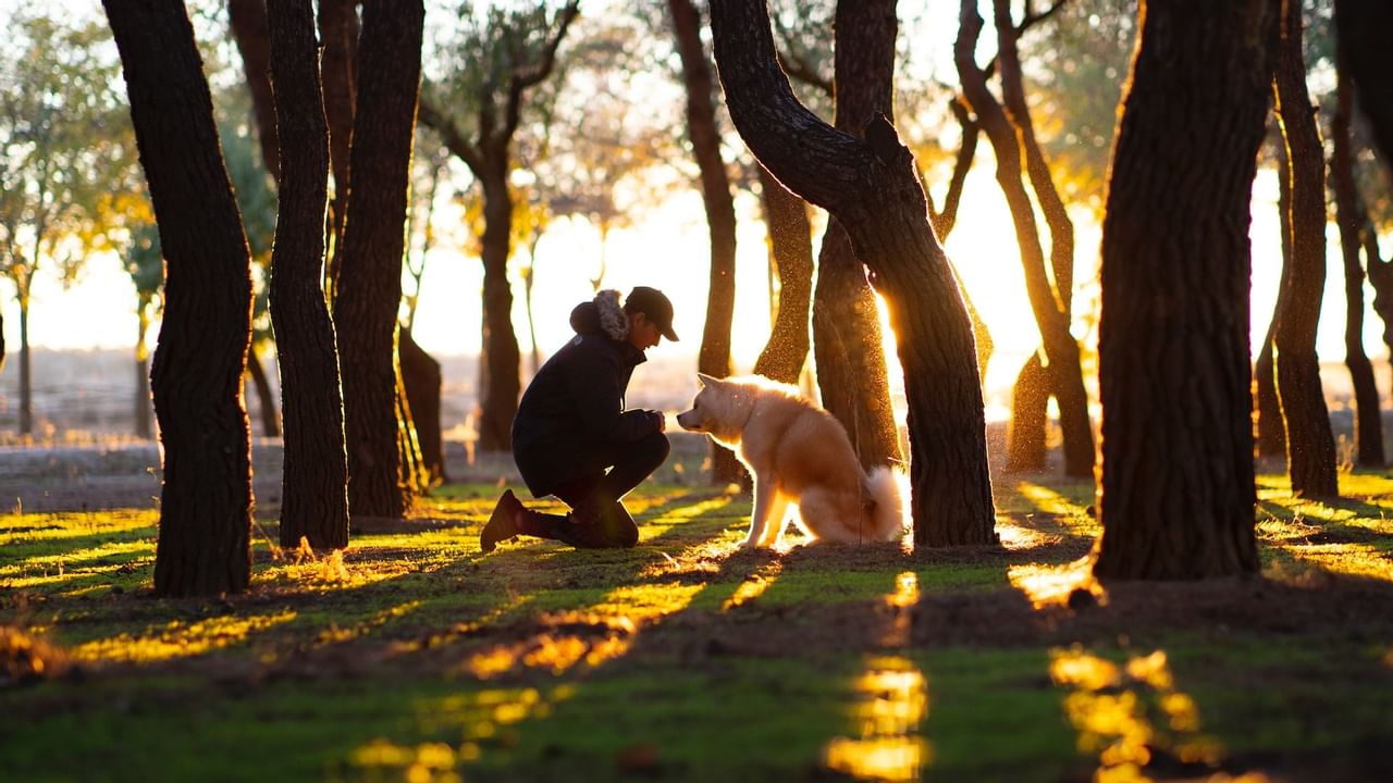 Owner with dog in grassy sunlit park