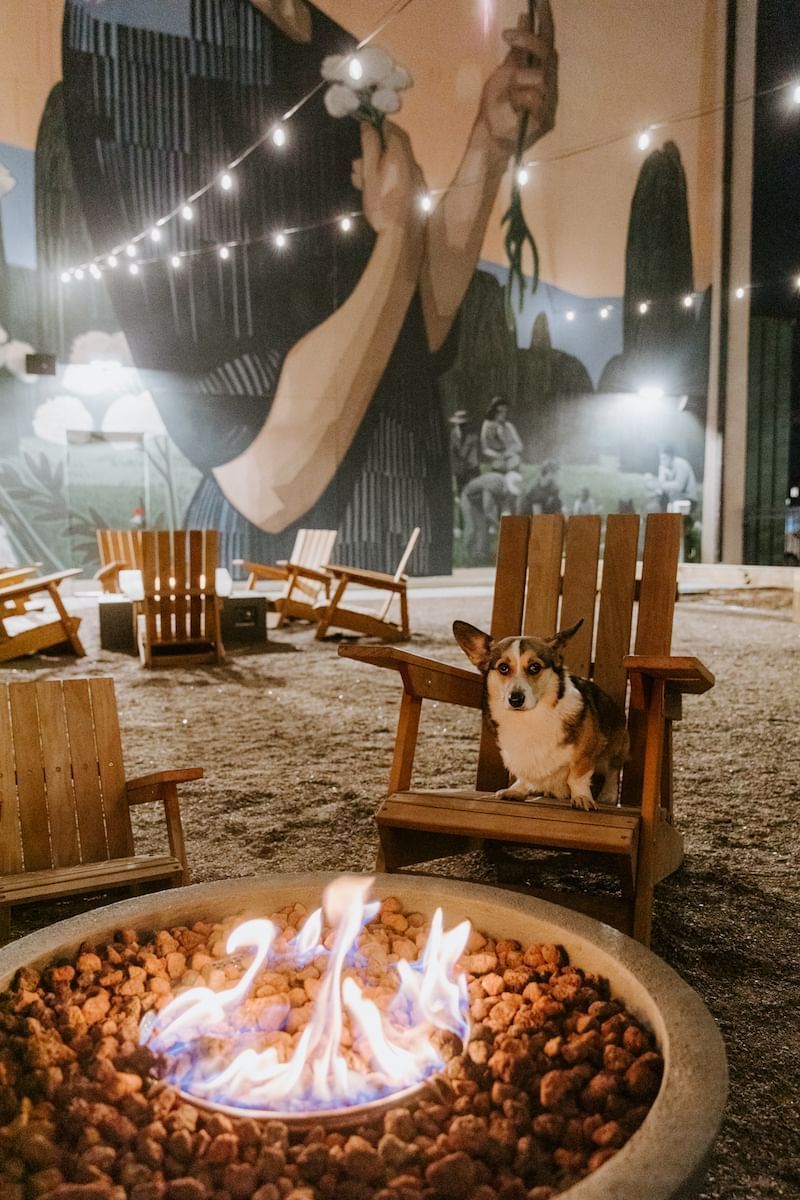 A dog sitting in a chair near a fire pit at Kinship Landing