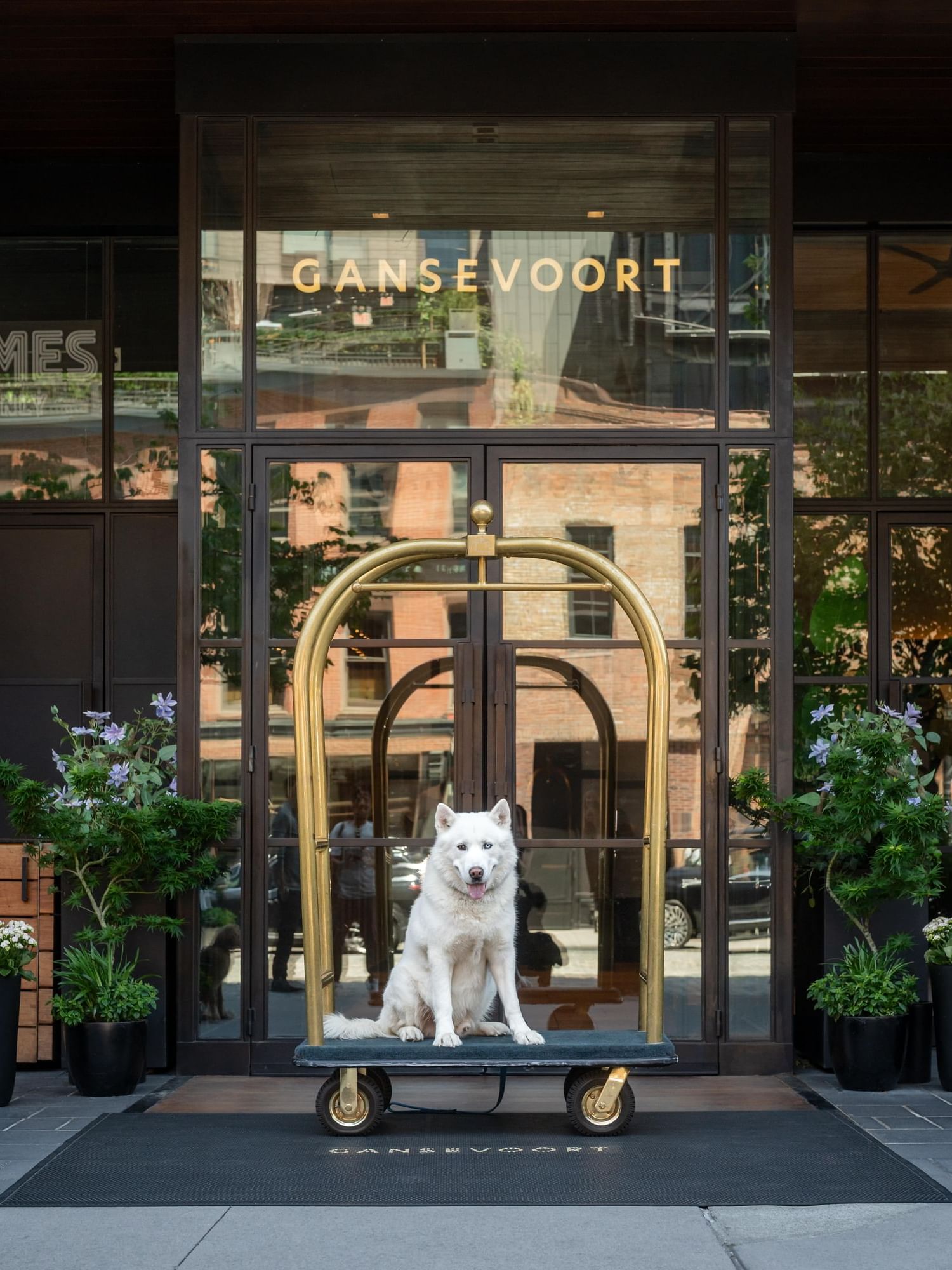 Gansevoort Dogs - May 25 @ALEXANDROLOAYZA-03176-min