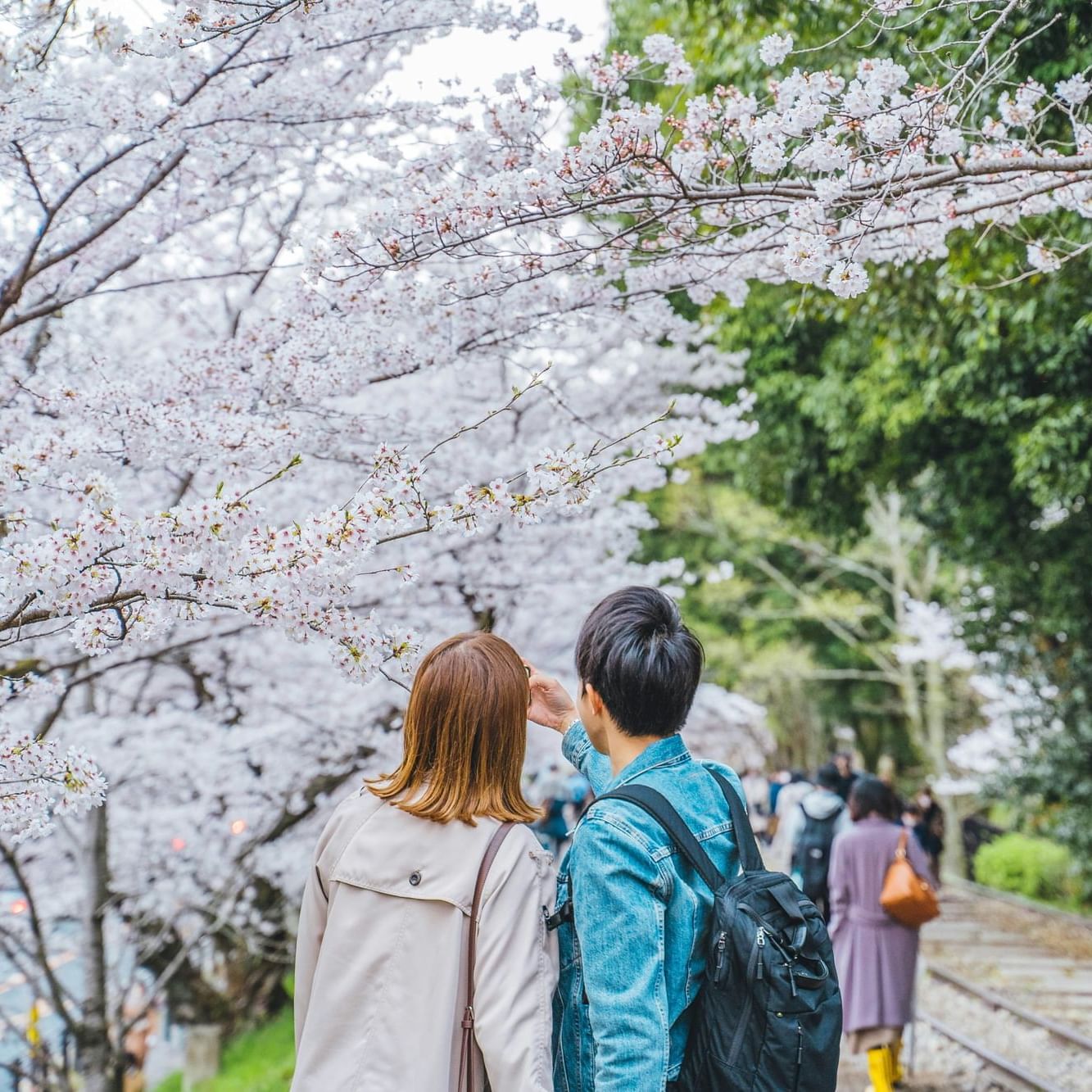 Kyoto - Cherry Blossom season