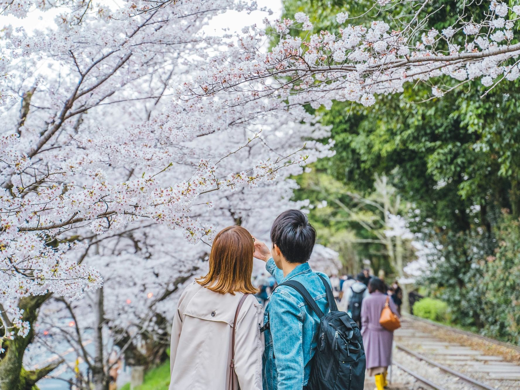 Kyoto - Cherry Blossom season