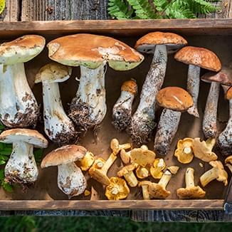 a variety of mushrooms