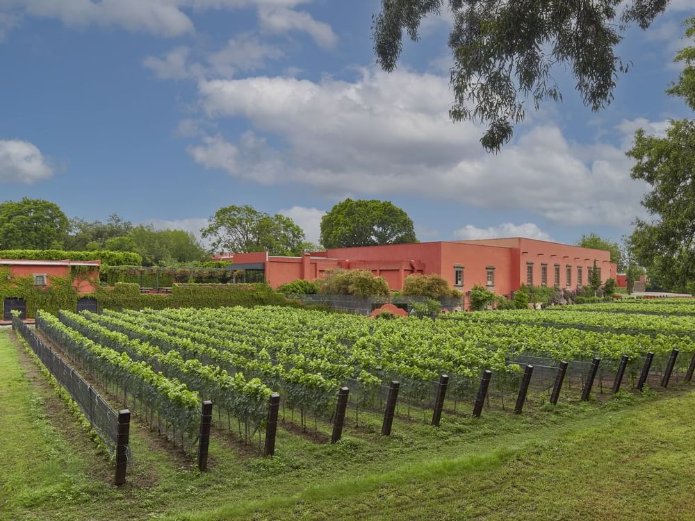 A vineyard & hotel exterior at Fiesta Americana Hotels