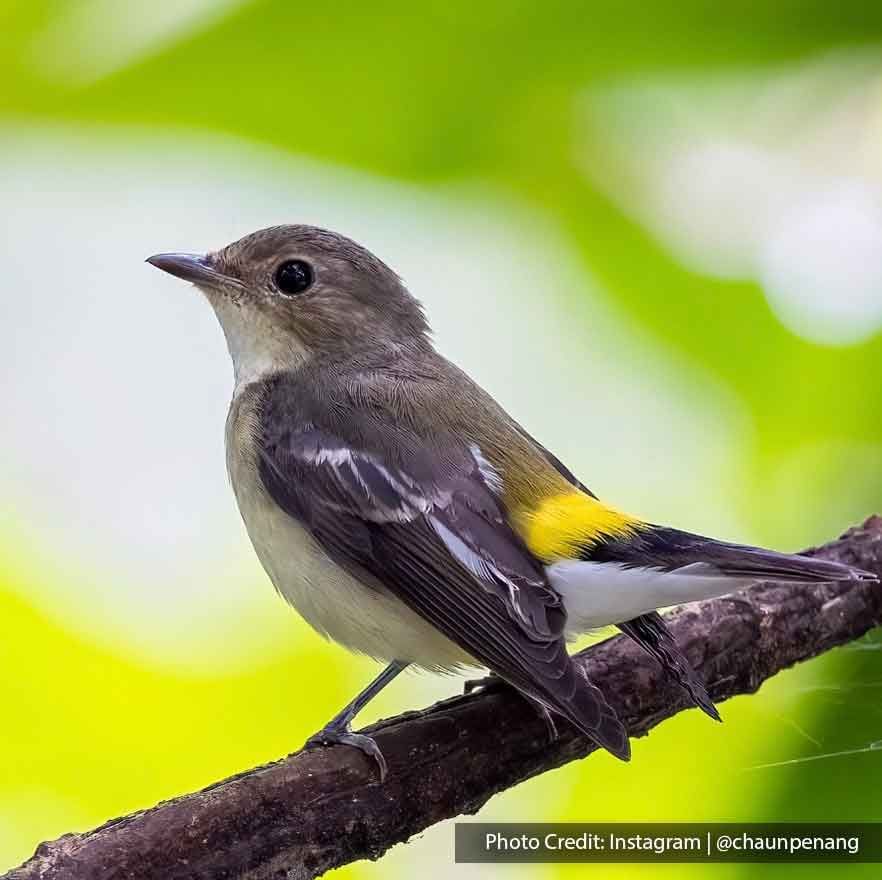 Yellow rumped flycatcher at Air Hitam Dalam Educational Forest - Lexis Suites Penang