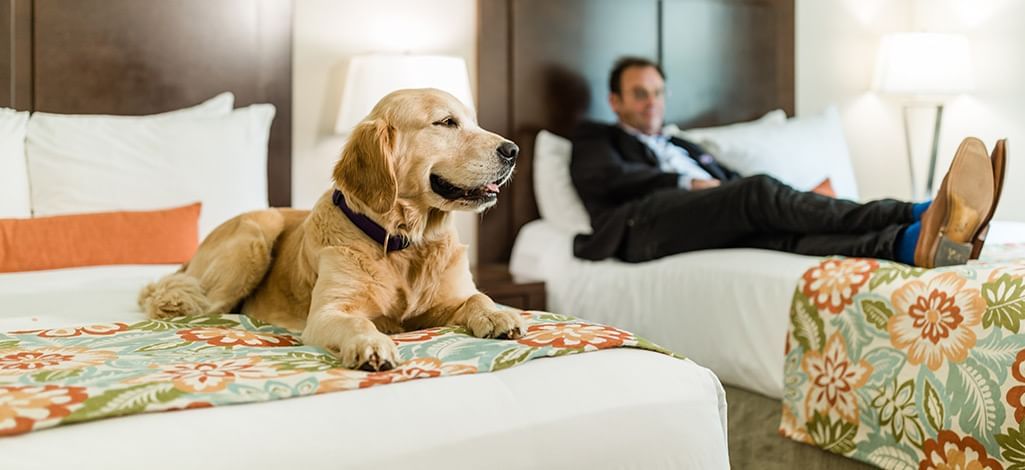 dog and man lying on a hotel bed