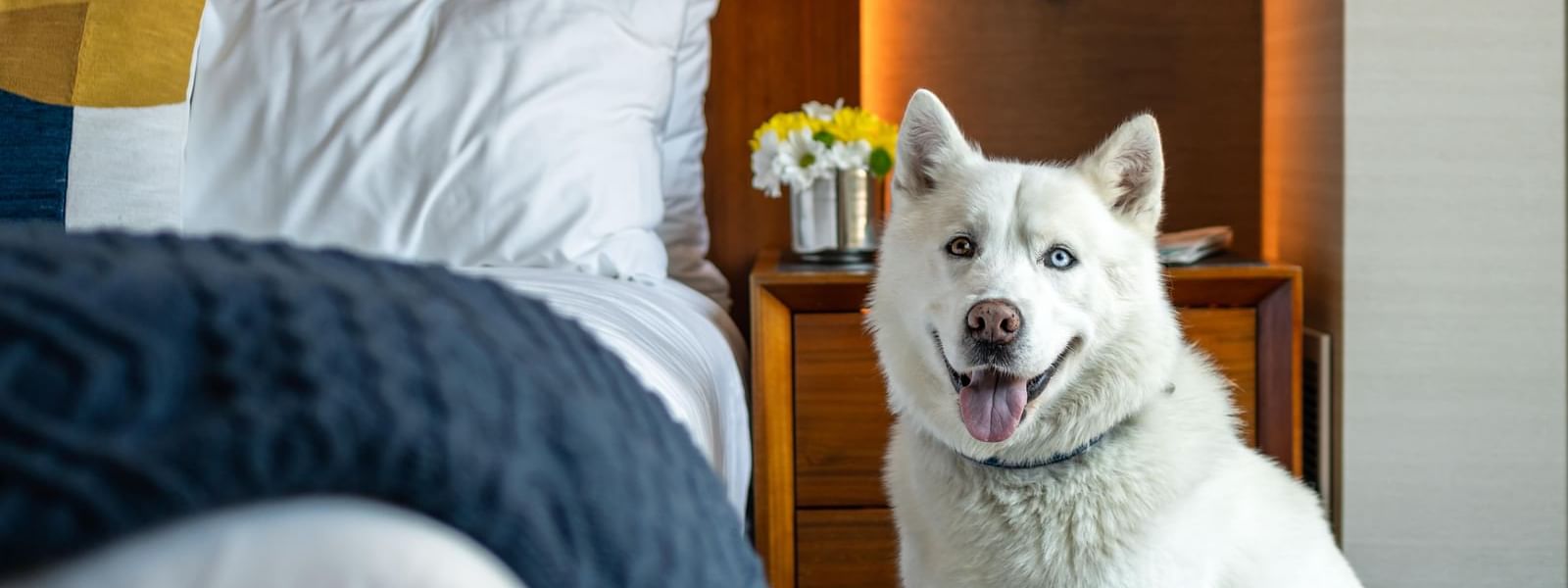 Happy husky sitting in a cozy guestroom with plush bedding at Gansevoort Meatpacking NYC