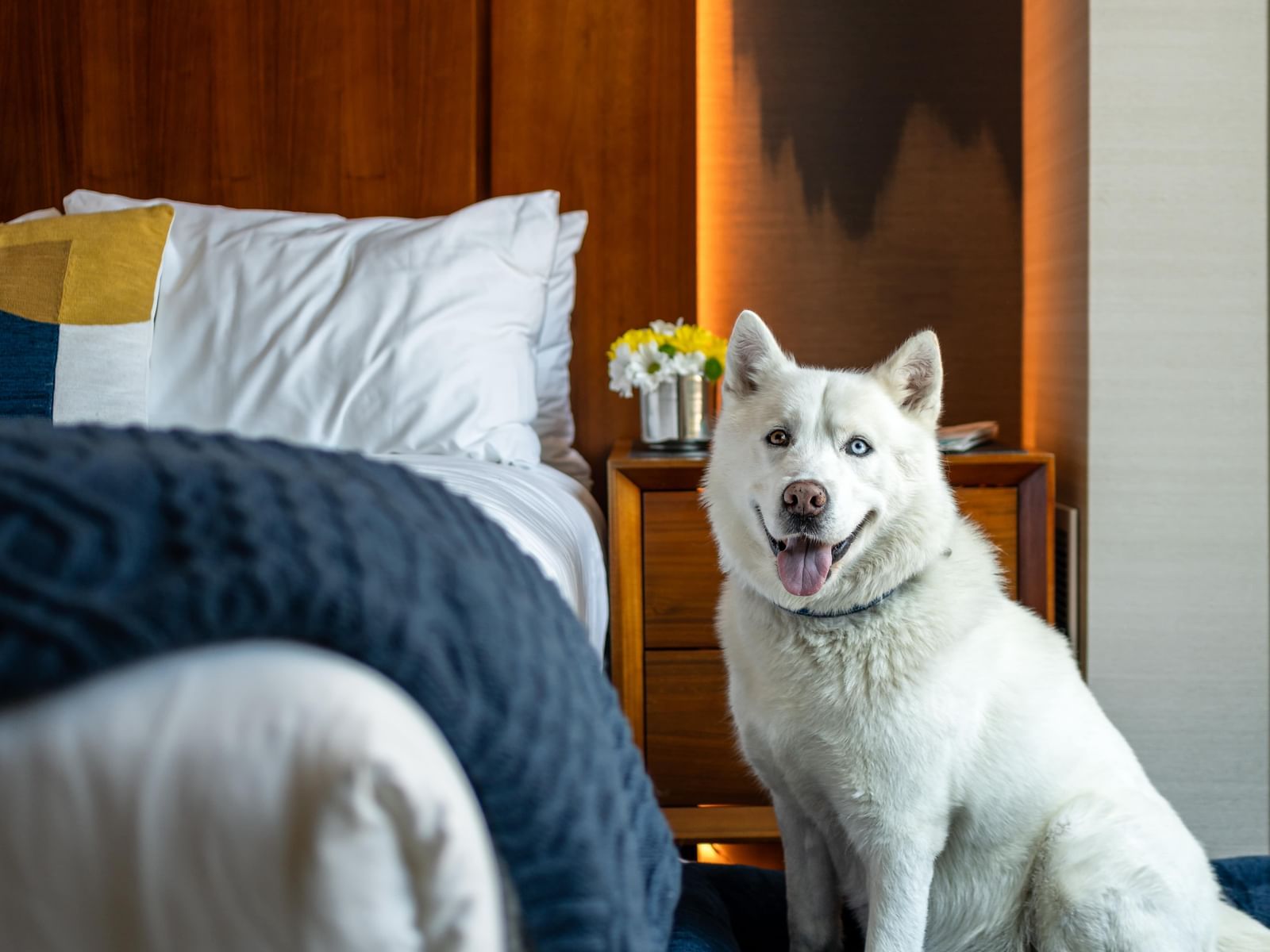 Happy husky sitting in a cozy guestroom with plush bedding at Gansevoort Meatpacking NYC