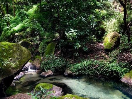 Landscape view of the river alongside the forest near Hotel Rio Perdido