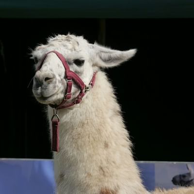 White alpaca with a red halter standing in front of a blue barrier.