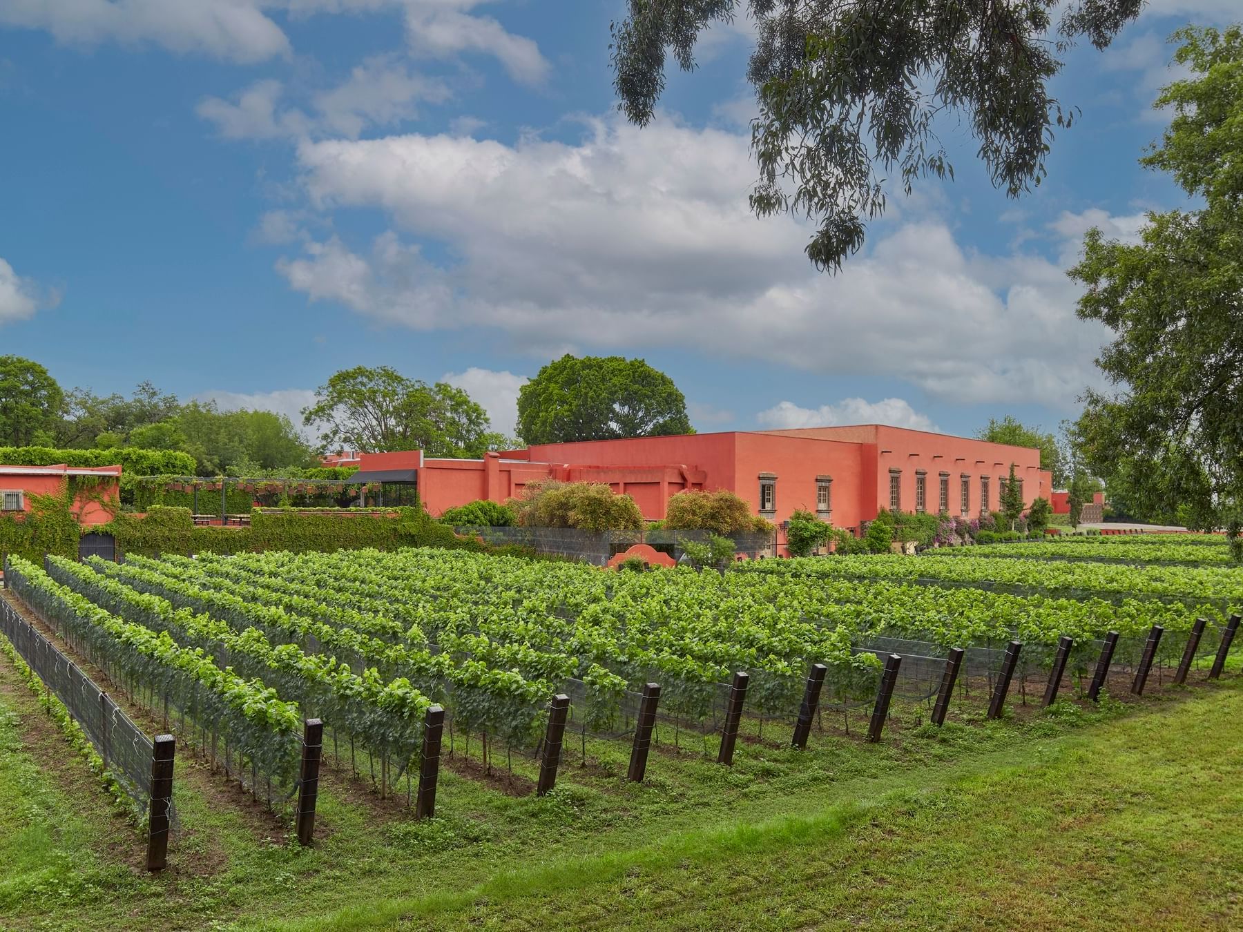 Landscape view of a vineyard near La Colección Resorts