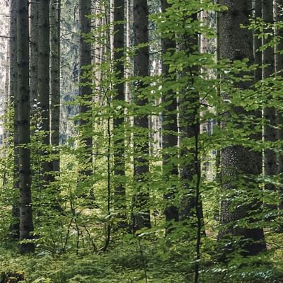 Plants & trees in the forest near Falkensteiner Hotels