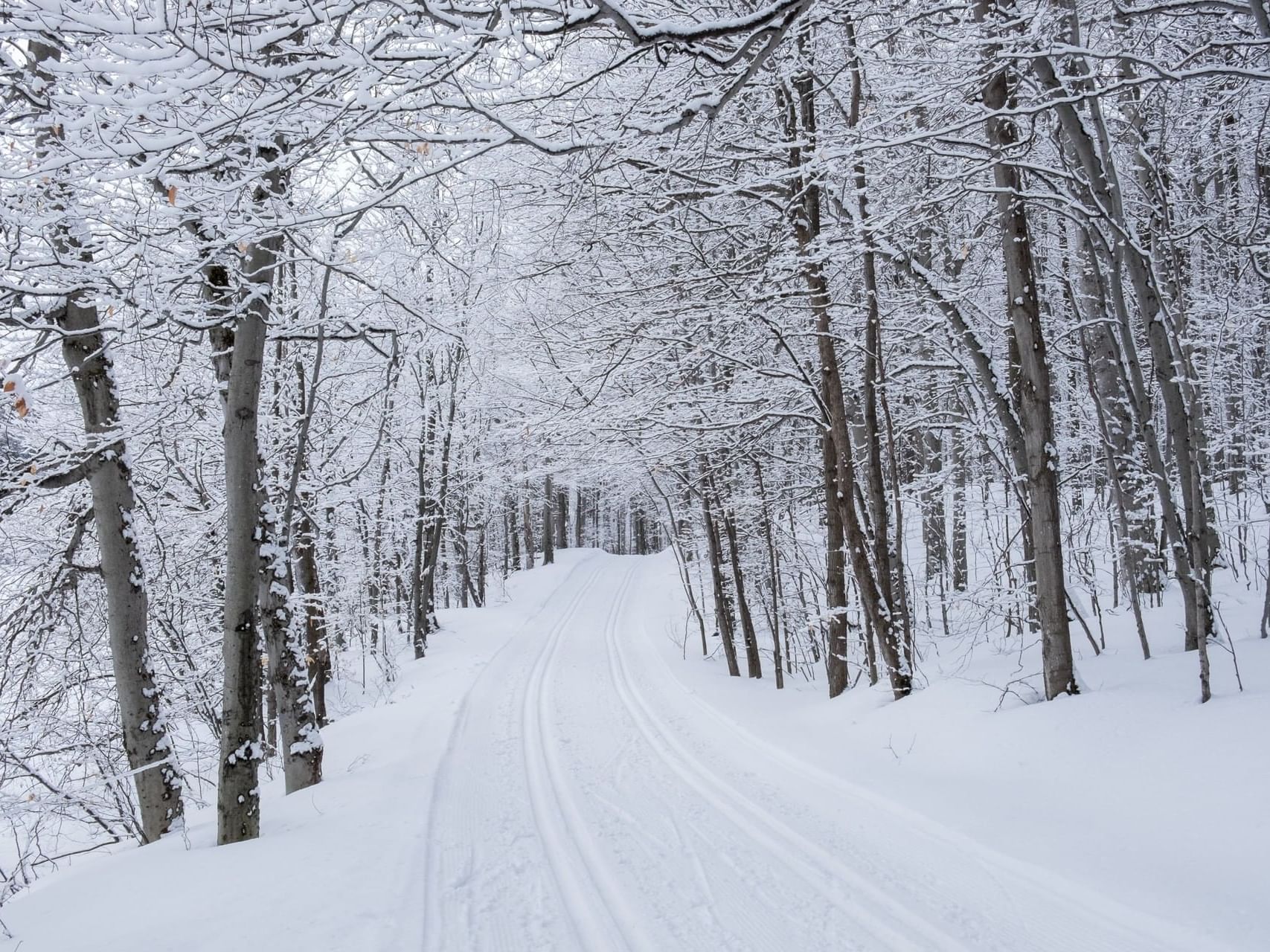 a snowy road surrounded by trees