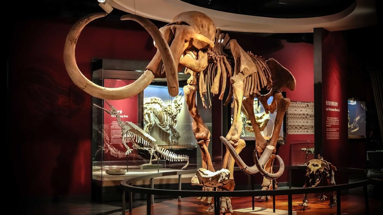 Mammoth fossil inside the museum