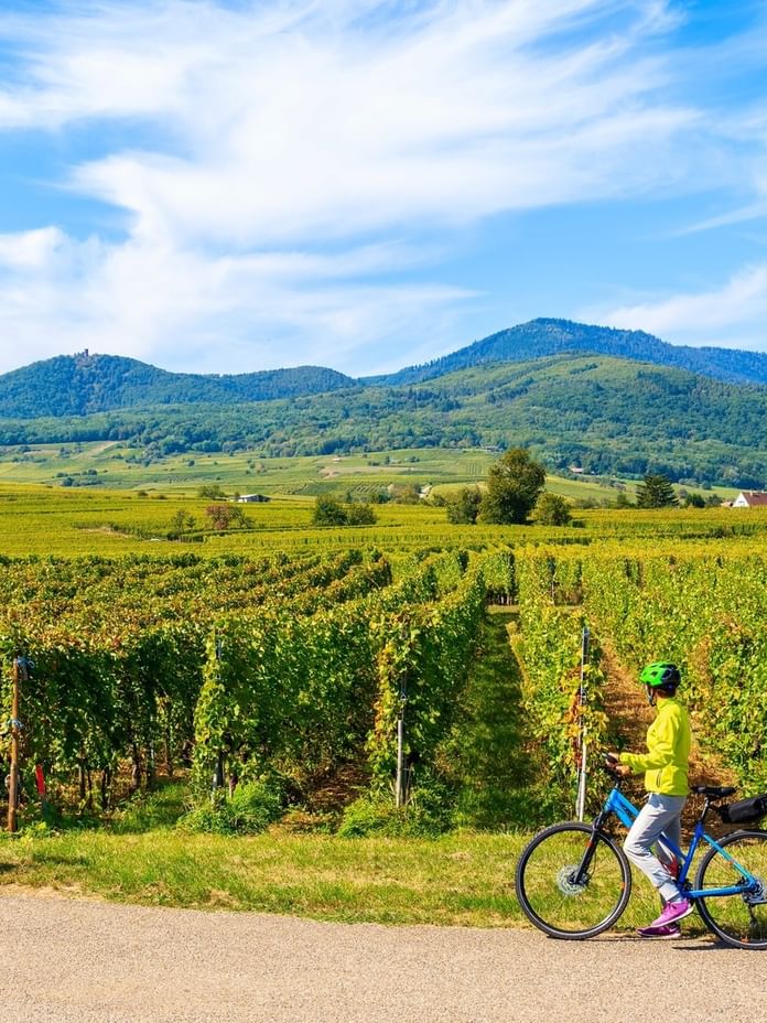 Bike Rides Through the Umbrian Vineyards