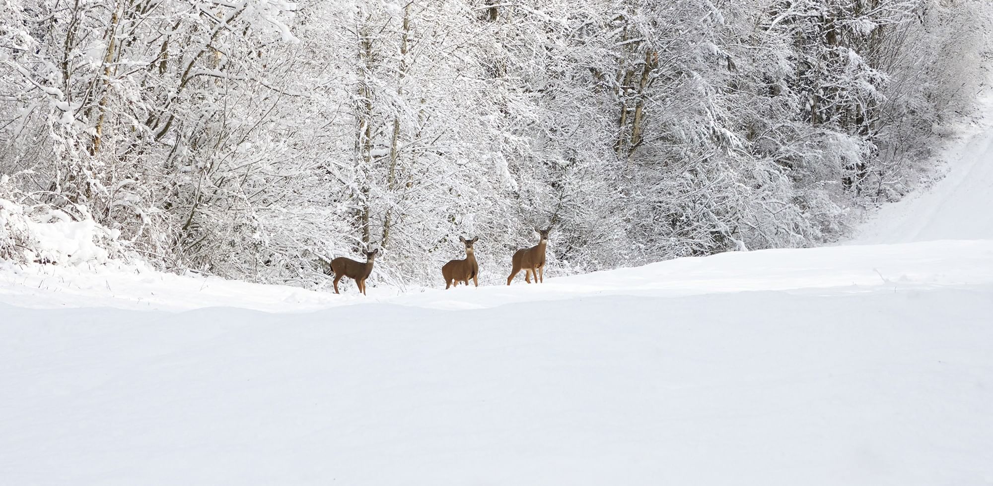 Three brown deer standing in deep white snow in front of a frost-covered winter forest landscape near Coast Innisfail Hotel