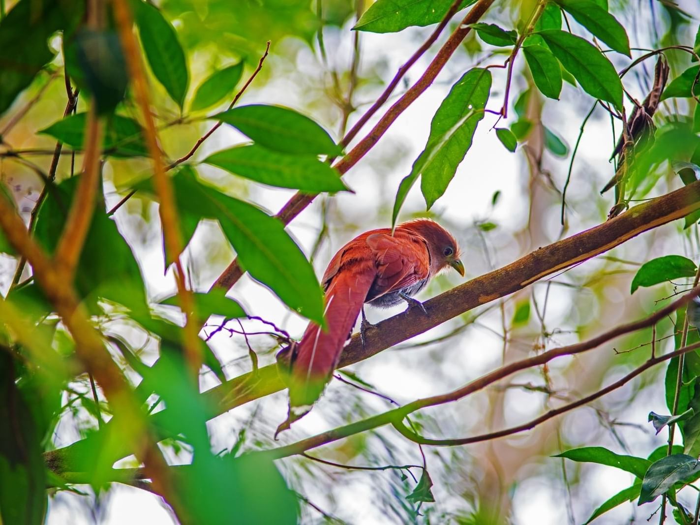 Bird on a branch in the Chetumal - Kohunlich city