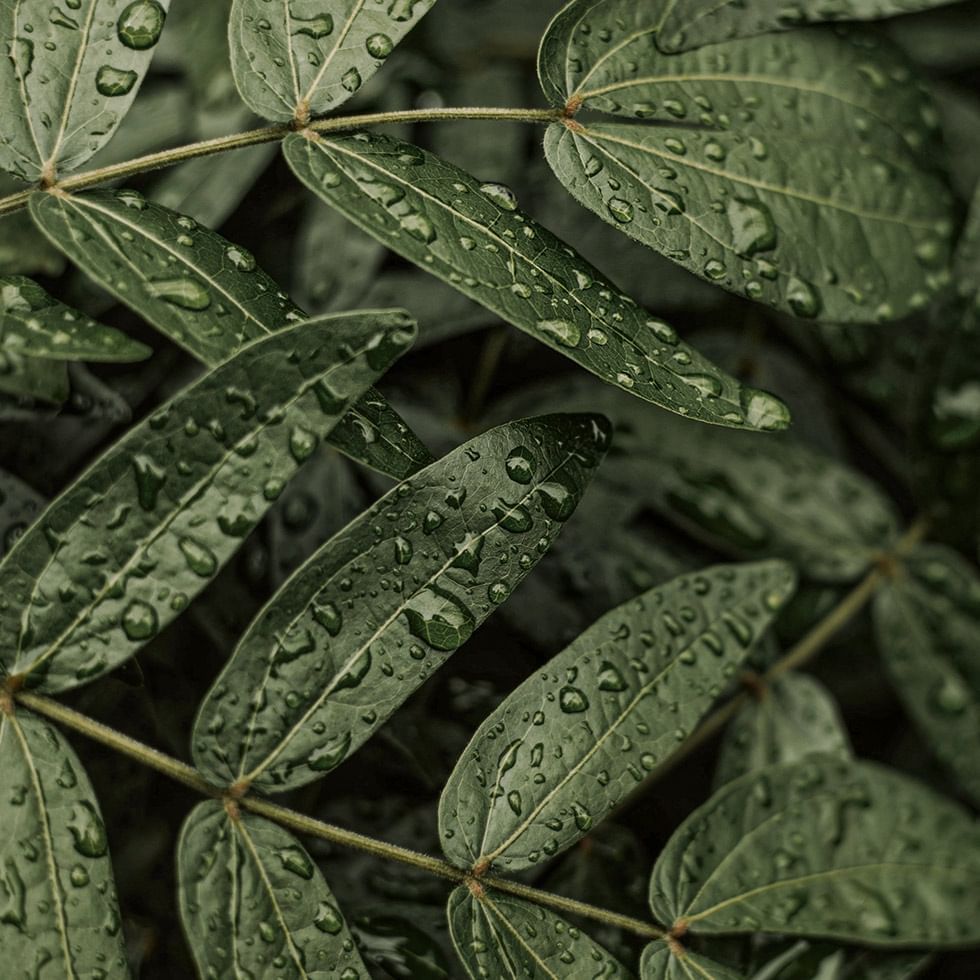 Close-up of wet leaves of a plant at  Falkensteiner Hotels