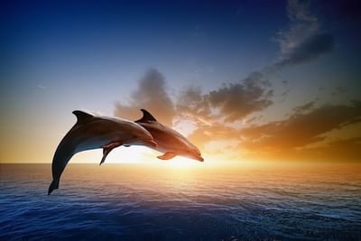 Dolphins breaching from the water near Trianon Bonita Bay