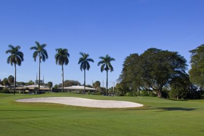 palm trees on golf course