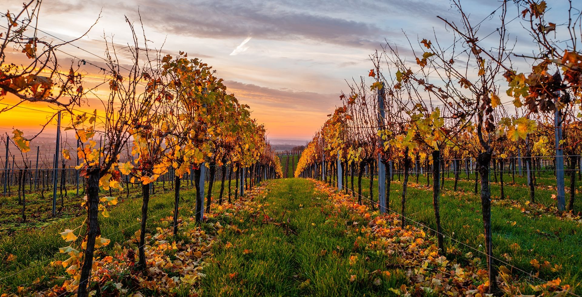 Sip Your Way Through Okanagan Valley Winery Tours In Okanagan Valley