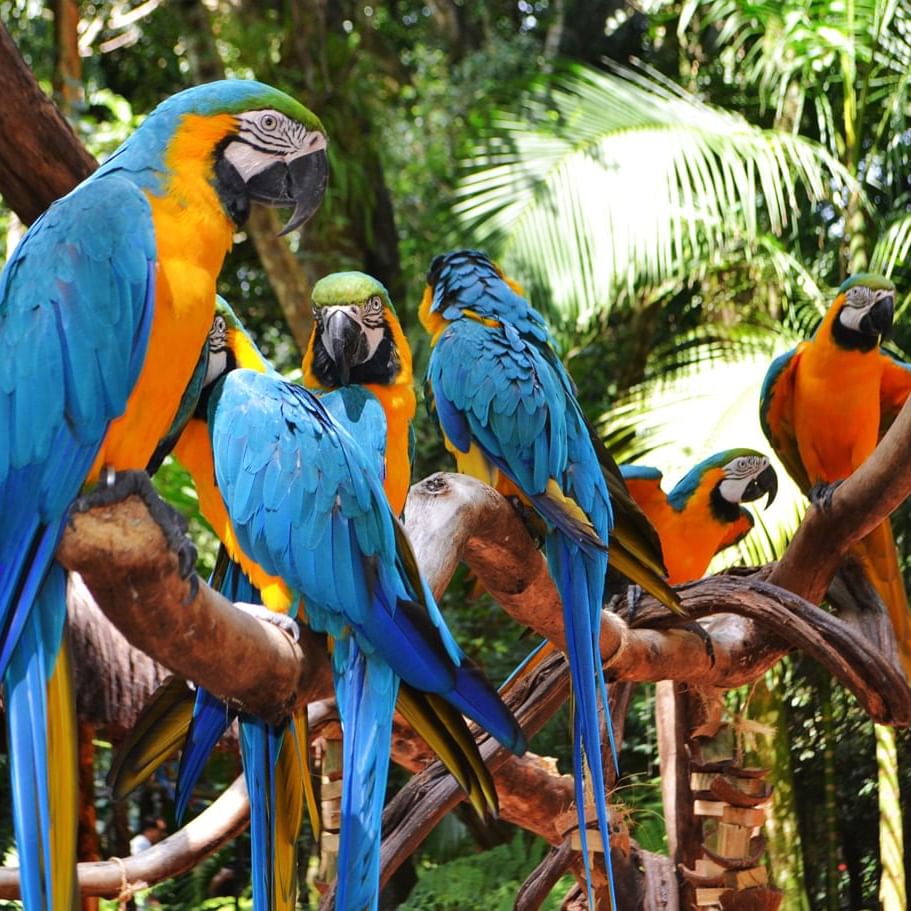 View of Macaw birds at the Bird Park near DOT Hotels