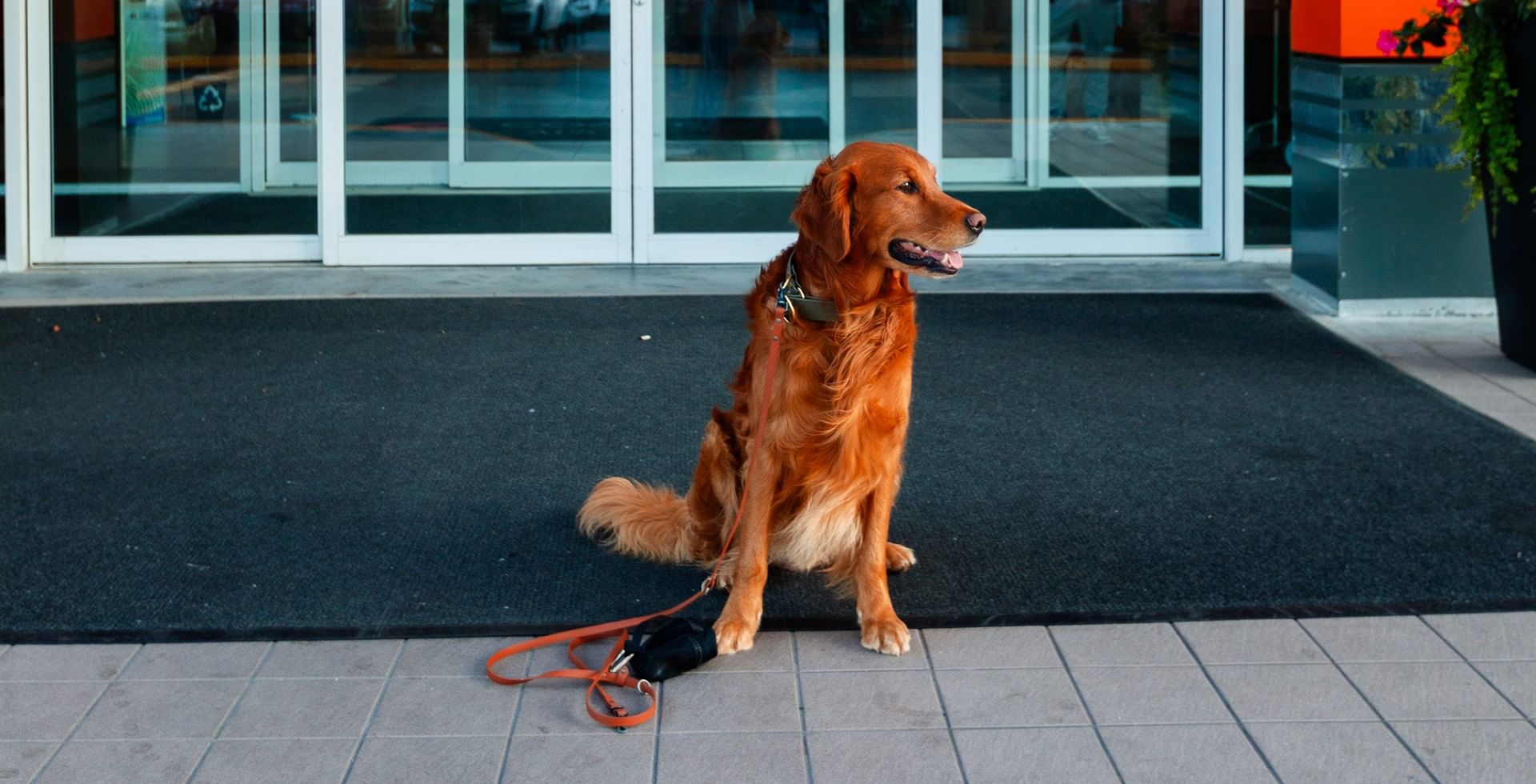 Golden retriever on leash sits by entrance of the hotel.