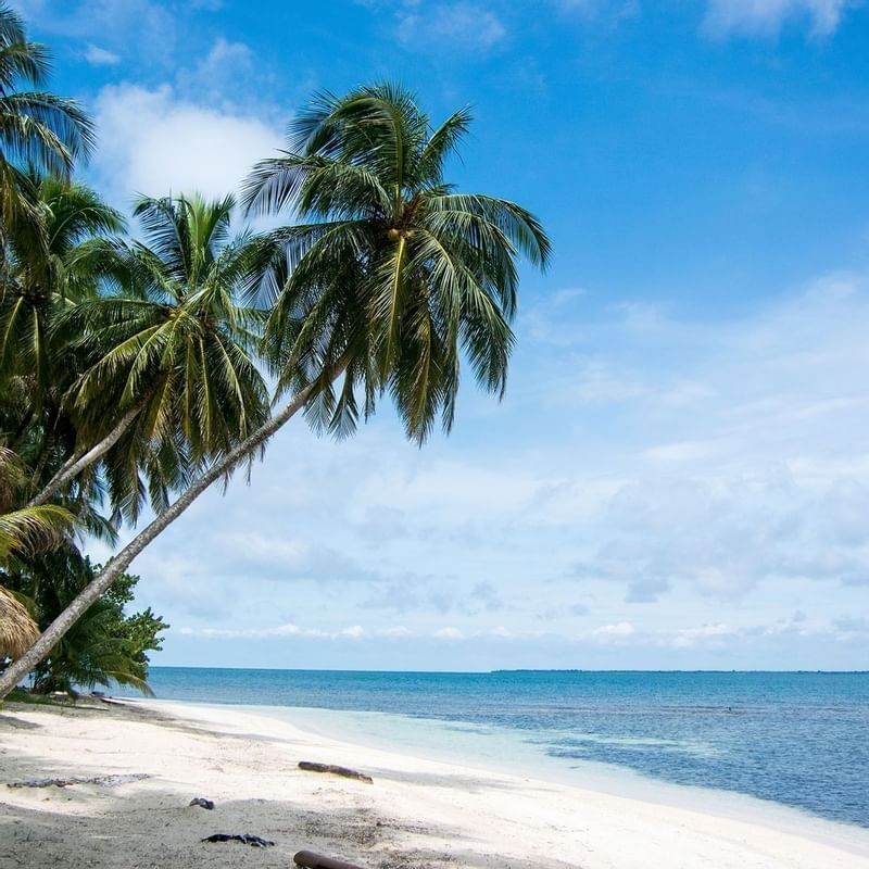 Robinson Crusoe Island  with Tall palm trees by a white sandy beach under a clear blue sky near The Naviti Resort - Fiji
