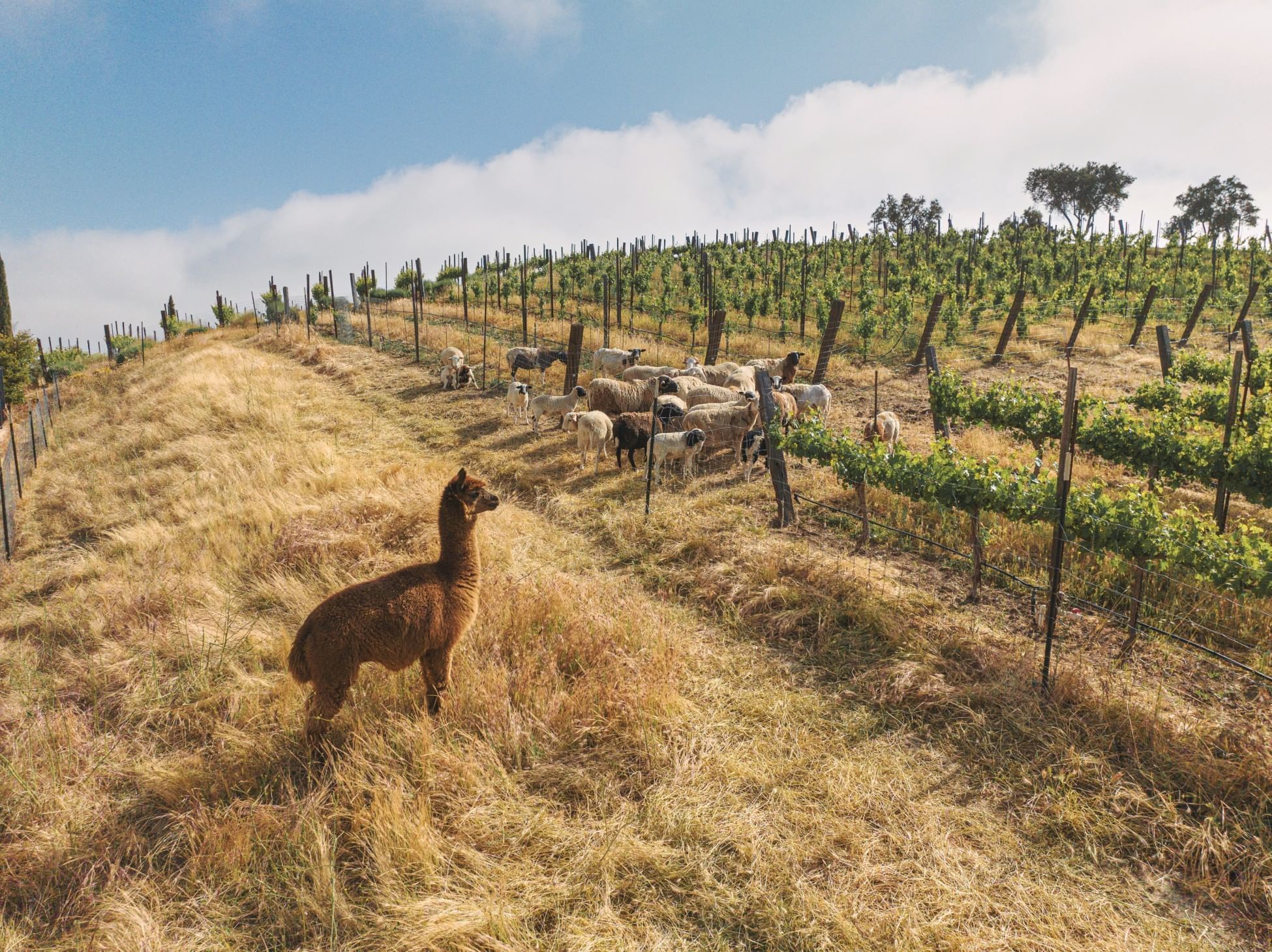 Lorem ipsum An alpaca looking towards a wine vineyard and a heard of goats roaming the vineyard