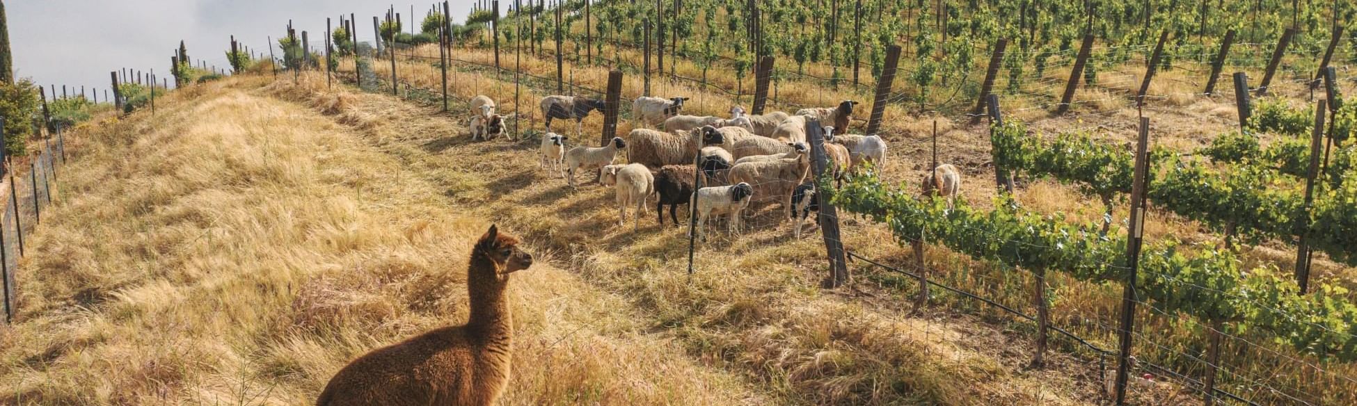 An alpaca looking towards a wine vineyard and a heard of goats roaming the vineyard