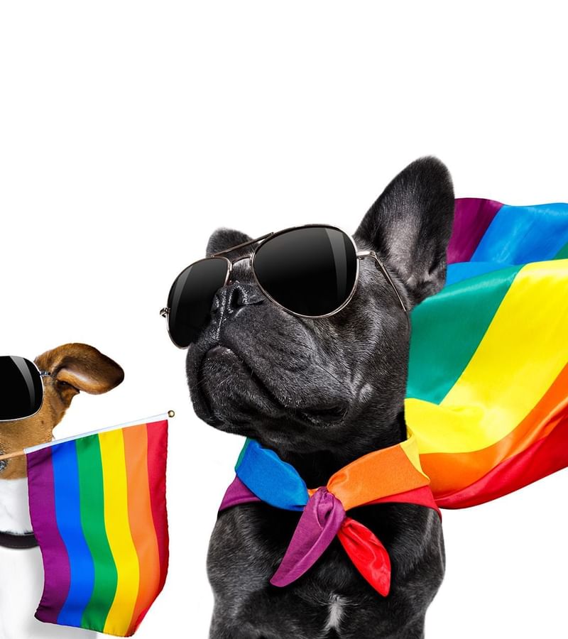 Dogs with pride flag at Mundo Imperial