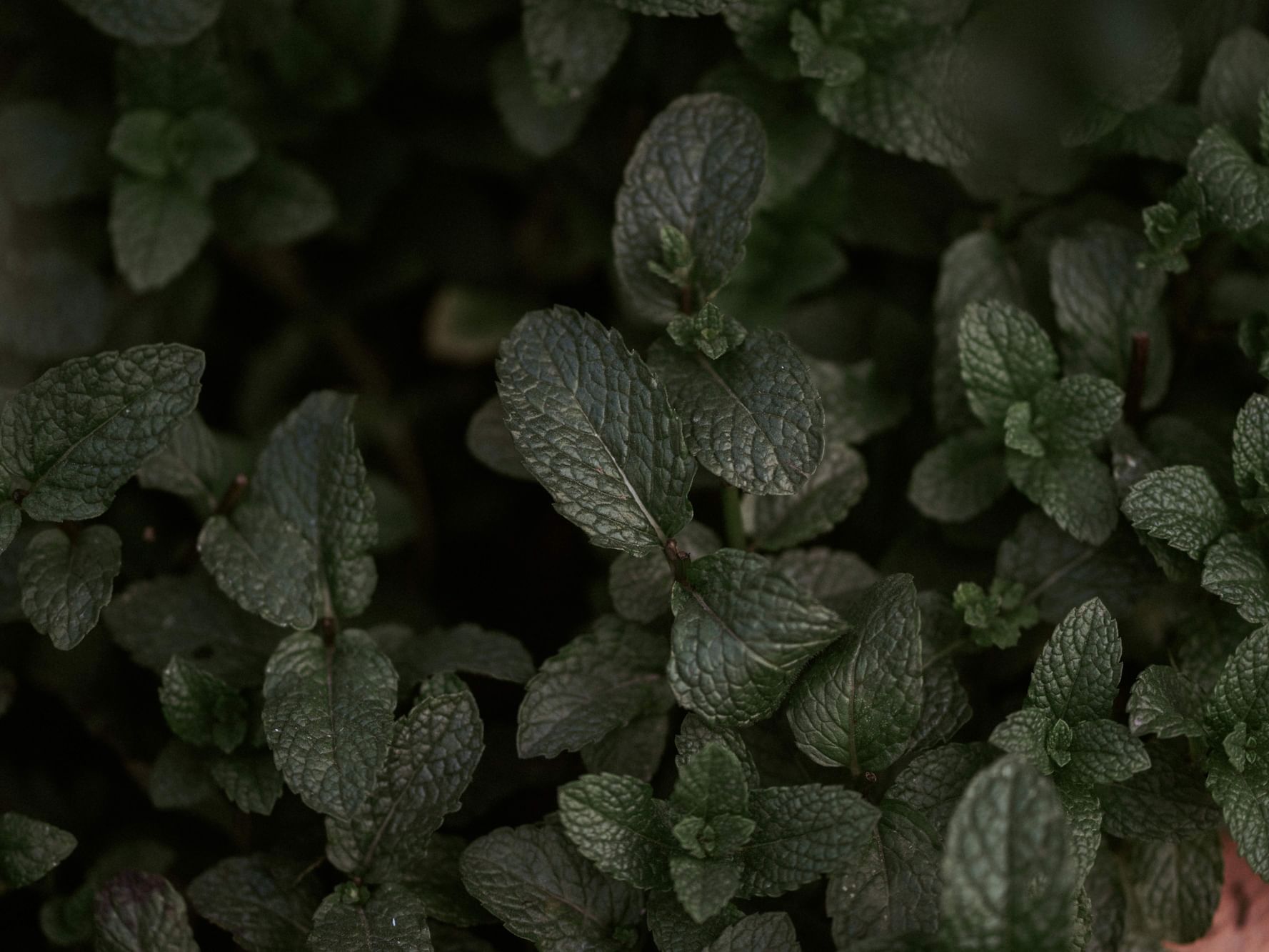 Close-up of lush green mint leaves with a textured surface at Dwarika's Himalayan Wellbeing