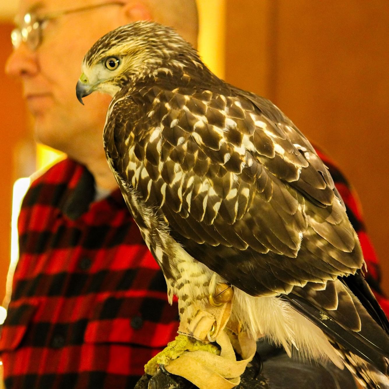 A hawk with brown and white plumage perched on a handler's gloved hand during a Birds of Prey Demonstration indoors.