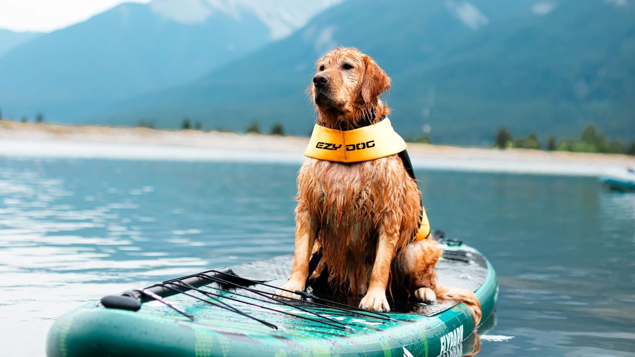 A dog with a lifejacket sits on a paddleboard on a lake in Canmore.