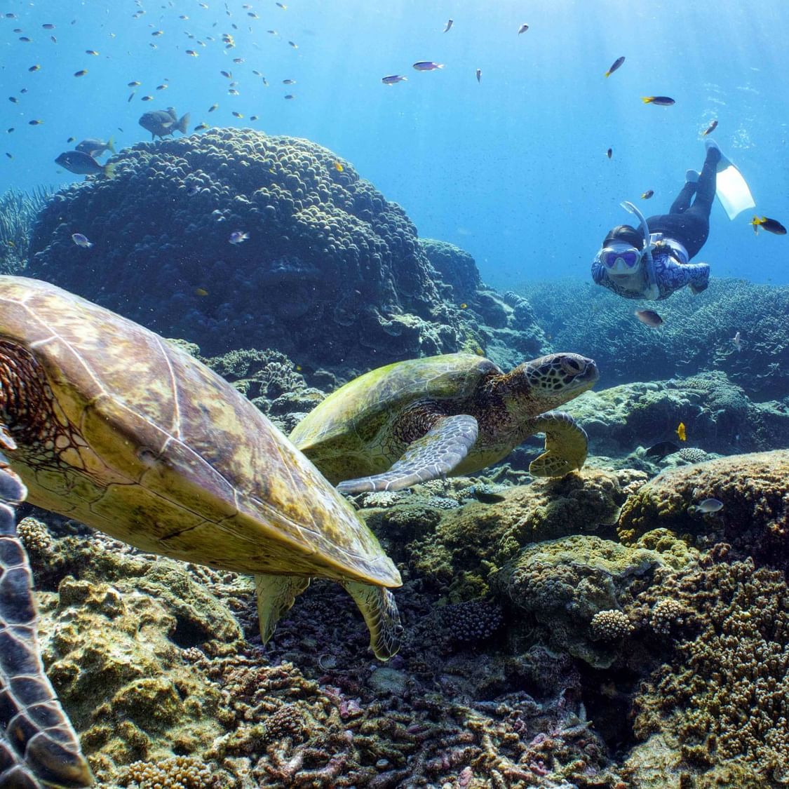Snorkeler swimming near two green sea turtles over coral near Heron Island Resort
