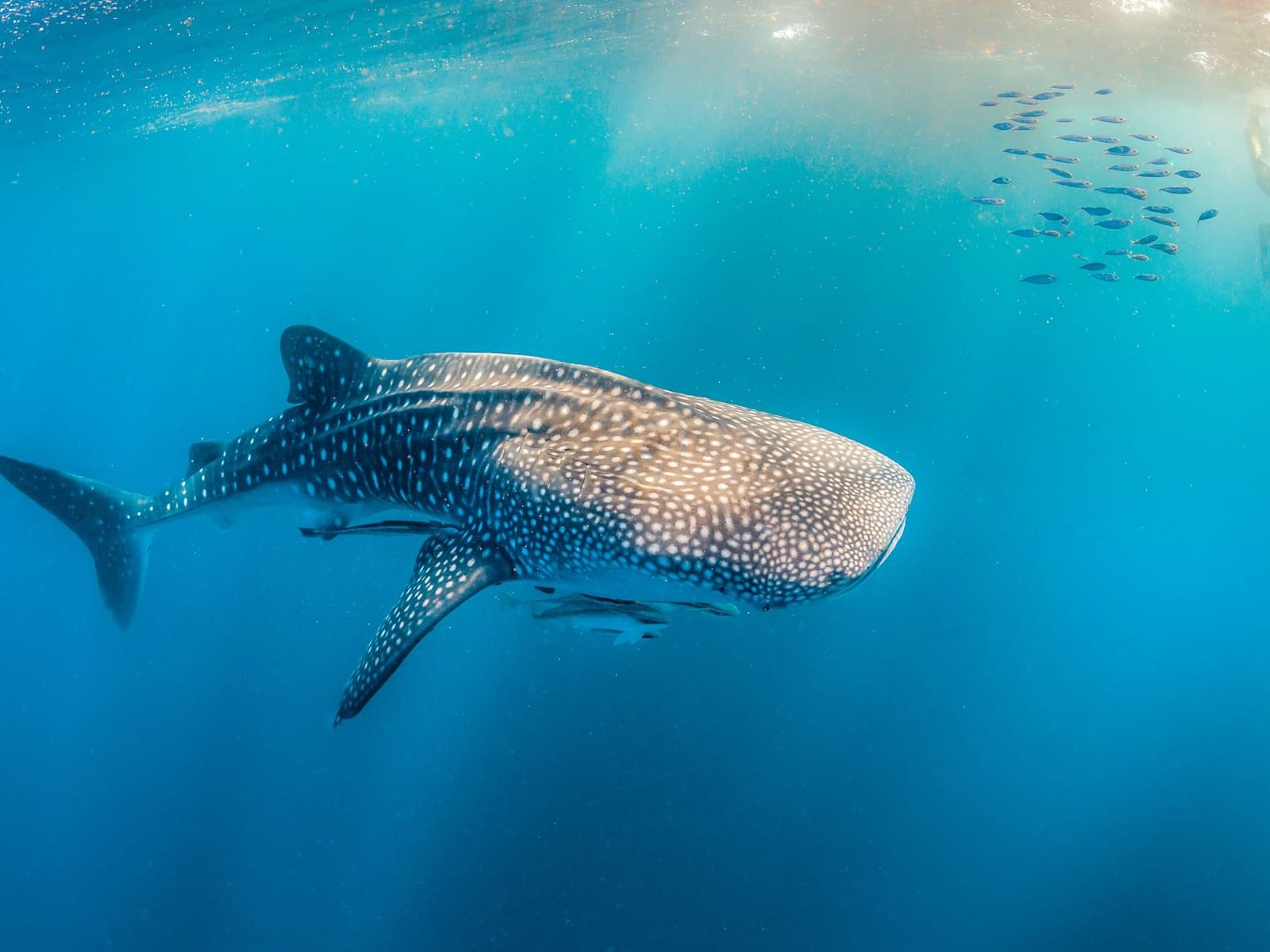 Experiencia de avistamiento de ballenas y tiburones cerca de One Hotels