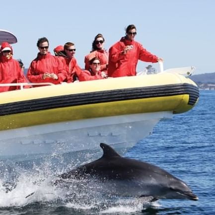 Guests capture Dolphins in the ocean near Gordon River Cruise