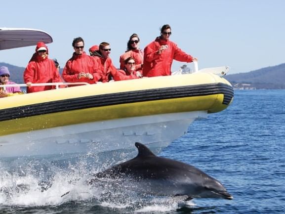 Guests capture Dolphins in the ocean near Gordon River Cruise