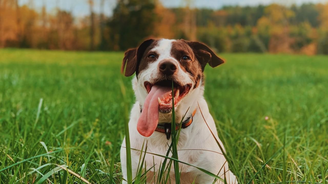 dog with tongue sticking out