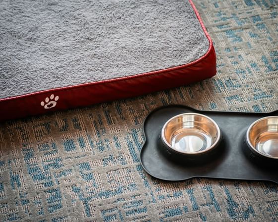 Close-up of a dog bed and double dog bowl at Hotel 43